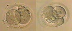 4 Cell